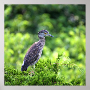 Juvenile Yellow-crowned Night-Heron Poster
