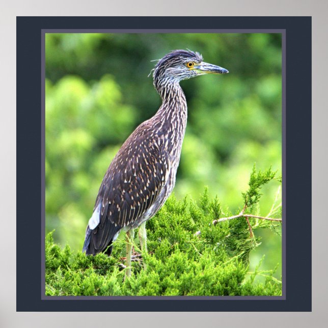 Juvenile Yellow-crowned Night-Heron Poster (Front)