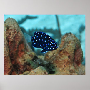 Juvenile Yellowtail Damselfish Poster