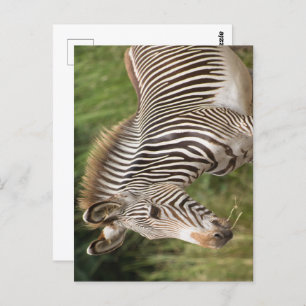 Juvenile Zebra Postcard