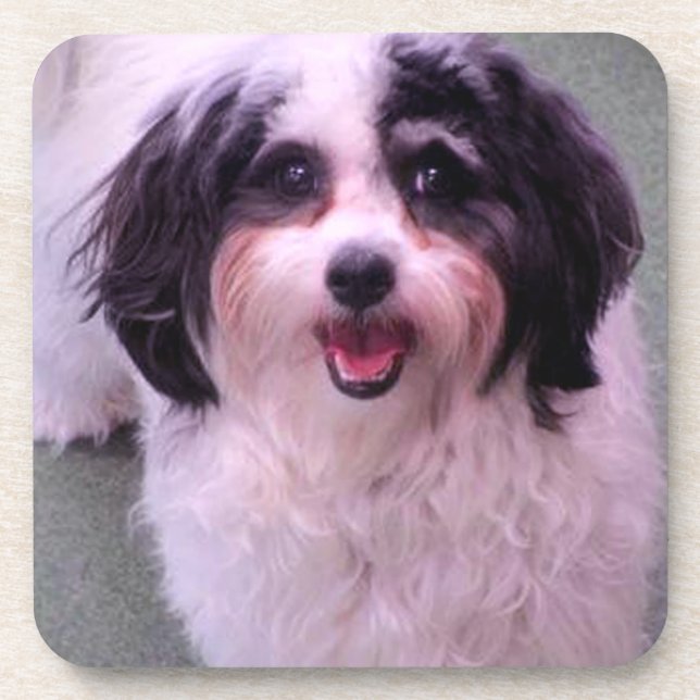 K-Cee Smiles Cute Dog Set Coaster (Front)