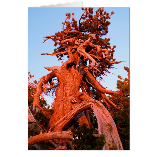Kachina Tree Card