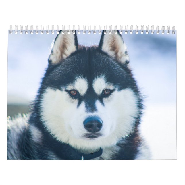 Kaeru The Husky Calendar (Cover)