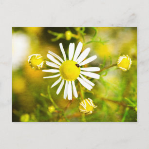 Käfer auf gelb - weiße  Blüte Postcard