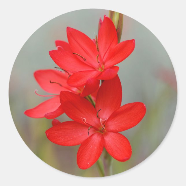 Kaffir Lily / River Lily / Hesperantha Coccinea Classic Round Sticker (Front)