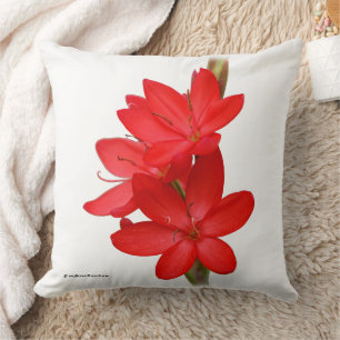 Kaffir Lily / River Lily / Hesperantha Coccinea Cushion