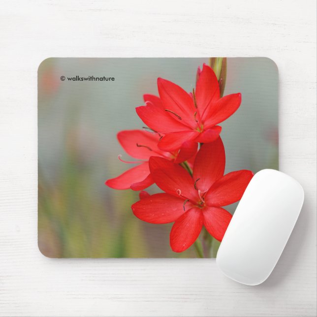 Kaffir Lily / River Lily / Hesperantha Coccinea Mouse Mat (With Mouse)