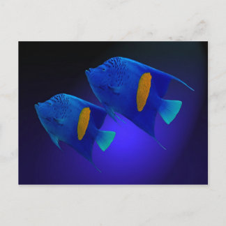 Kaiserfischpaar Postcard