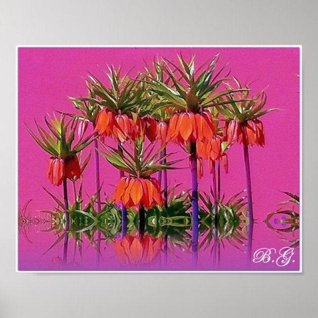 Kaiserkrone/Fritillaria imperialis Poster (Front)