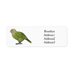 Kakapo bird cartoon illustration
