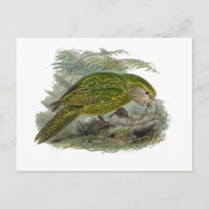 Kakapo Green Owl Parrot, Rare Bird Illustration Postcard