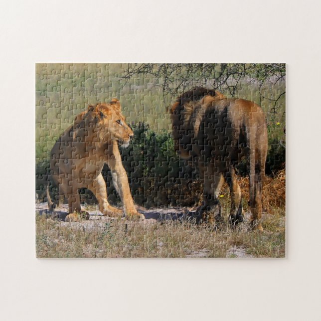 Kalahari Desert Lions Africa Male Female Jigsaw Puzzle (Horizontal)
