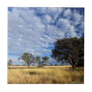 Kalahari Desert Scene, Kgalagadi Transfrontier Tile
