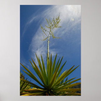 Kalalau Cactus Canvas Print