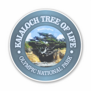 Kalaloch Tree of Life