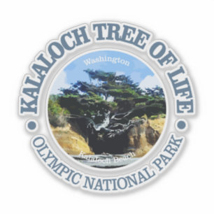 Kalaloch Tree of Life