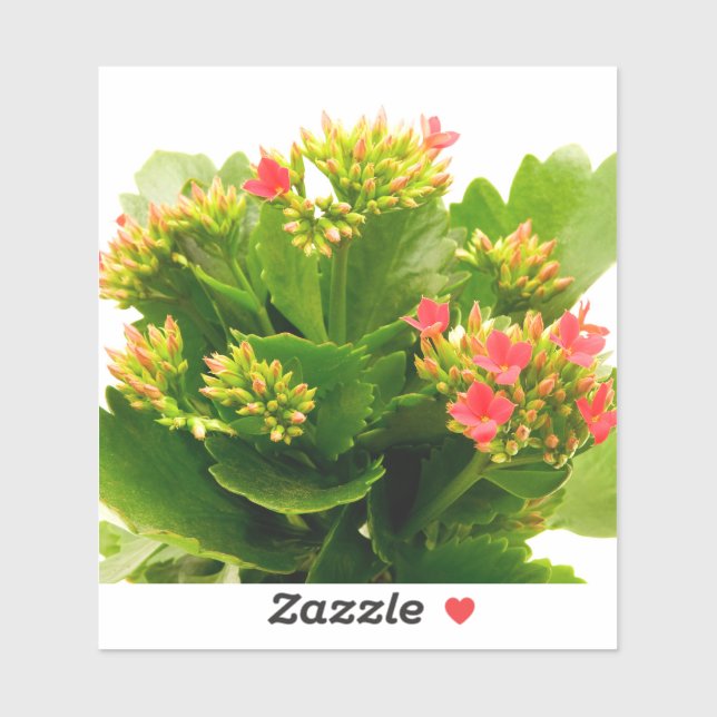 Kalanchoe blossfeldiana (Sheet)