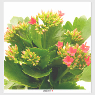 Kalanchoe blossfeldiana