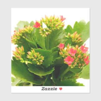 Kalanchoe blossfeldiana