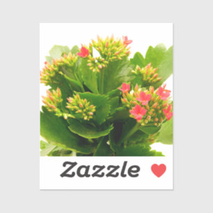 Kalanchoe blossfeldiana