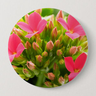 Kalanchoe blossfeldiana 10 cm round badge