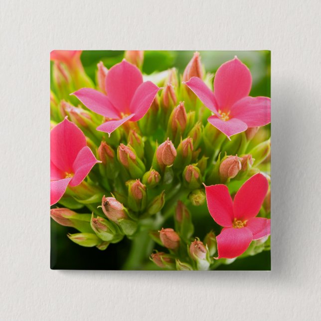 Kalanchoe blossfeldiana 15 cm square badge (Front)