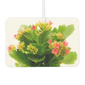Kalanchoe blossfeldiana car air freshener