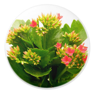 Kalanchoe blossfeldiana ceramic knob
