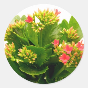 Kalanchoe blossfeldiana classic round sticker