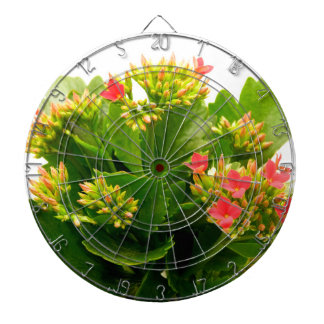 Kalanchoe blossfeldiana dartboard