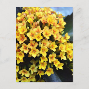 Kalanchoe Blossfeldiana Postcard