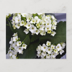 Kalanchoe Blossfeldiana Postcard