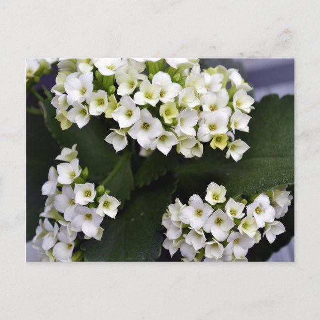 Kalanchoe Blossfeldiana Postcard (Front)