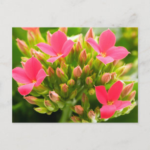 Kalanchoe blossfeldiana postcard