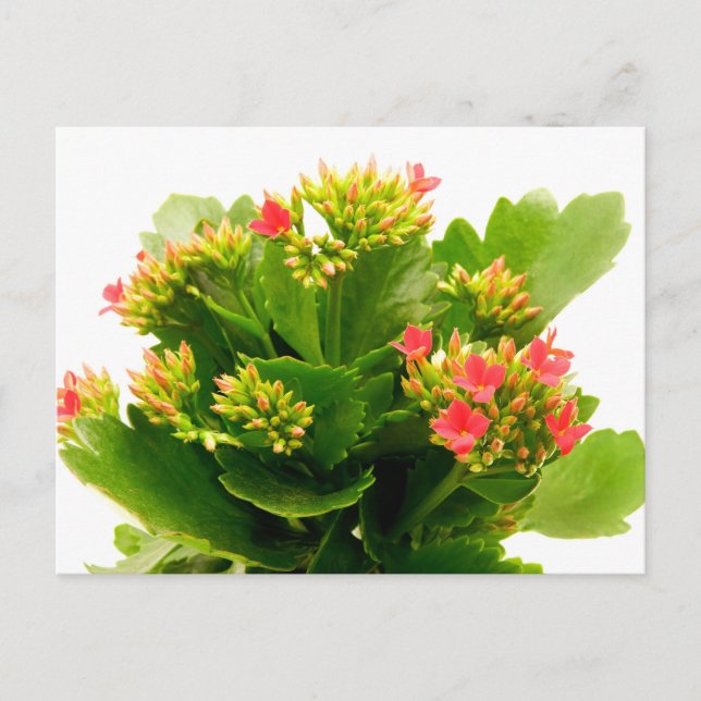 Kalanchoe blossfeldiana postcard (Front)