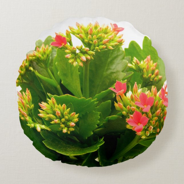 Kalanchoe blossfeldiana round cushion (Front)