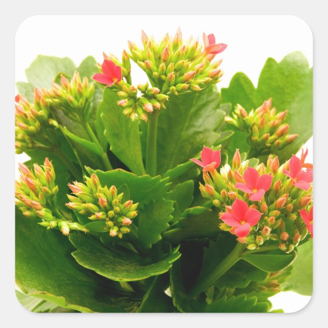 Kalanchoe blossfeldiana square sticker (Front)
