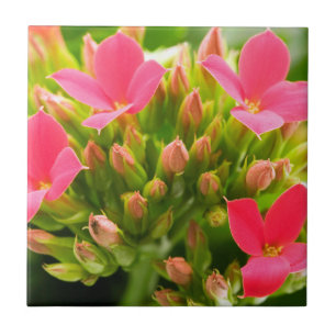 Kalanchoe blossfeldiana tile