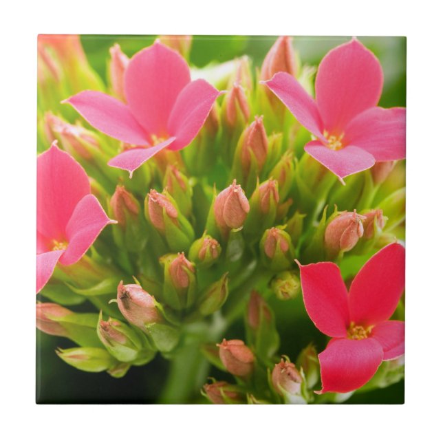 Kalanchoe blossfeldiana tile (Front)