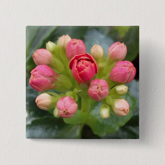 Kalanchoe Buds 15 Cm Square Badge (Front)