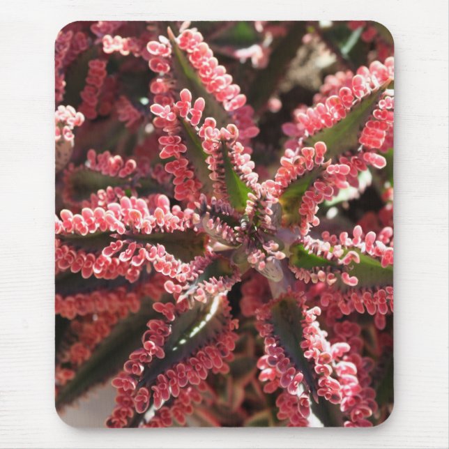 Kalanchoe 'Butterfly Wings' mousepad (Front)