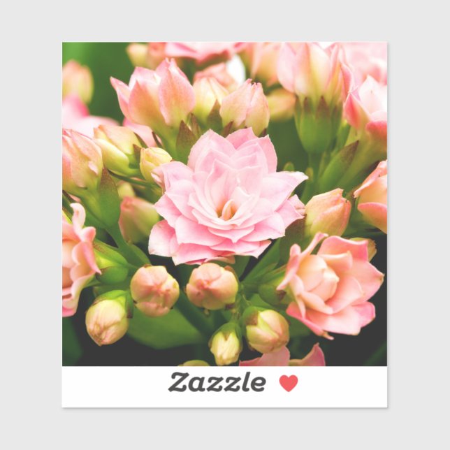 Kalanchoe calandiva (Sheet)