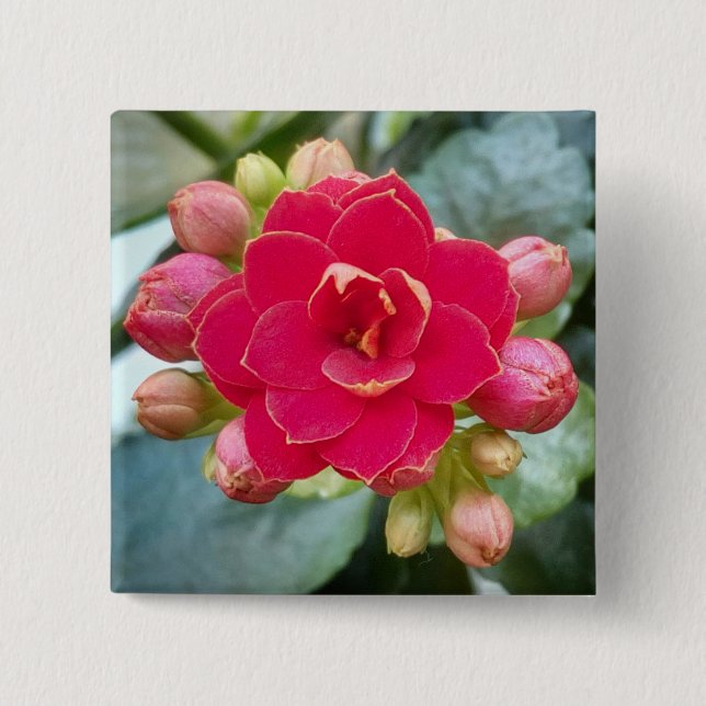 Kalanchoe Flower 15 Cm Square Badge (Front)