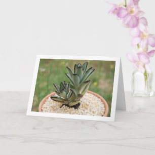 Kalanchoe Tomentosa Succulent Plant, Panda Plant Card