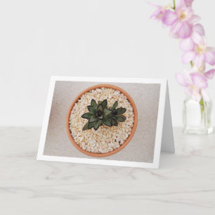 Kalanchoe Tomentosa Succulent Plant, Panda Plant Card
