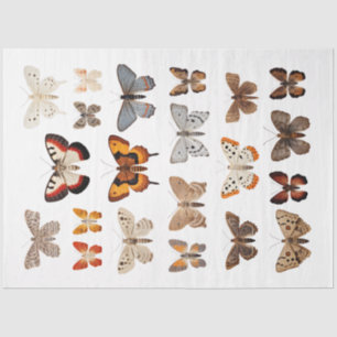 Kaleidoscope of Moths 1 Decoupage Paper