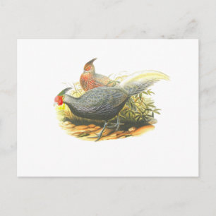 Kalij Pheasant Postcard