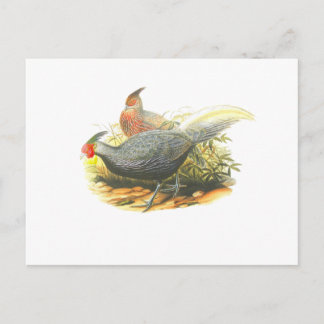 Kalij Pheasant Postcard