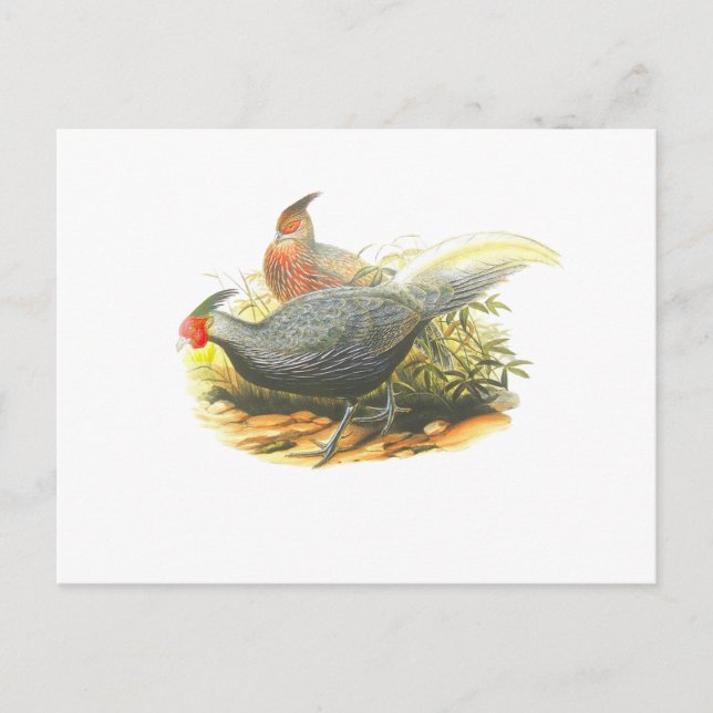 Kalij Pheasant Postcard (Front)