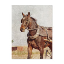 Kalona, Iowa Amish Horse and Buggy